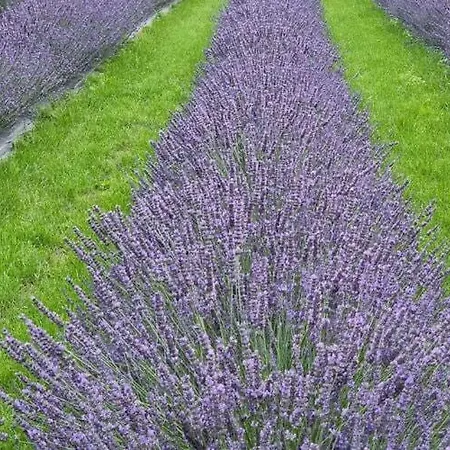 Vakantiehuis House In Near Stettiner Haff *