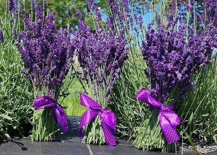 House In Near Stettiner Haff